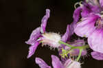 Pineoak jewelflower